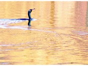 On the Humber-fisherman