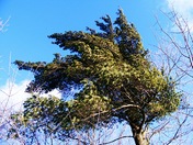 White Pine