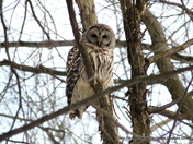 Who Are You Staring At 