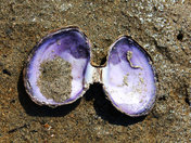 Shells at Bamberton Beach BC