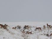 Where the Antelope Play