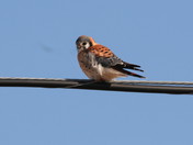 Kestrel