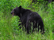 Black bear 1.jpg
