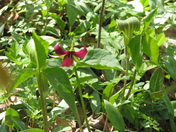 wheatley prov. park 012.JPG