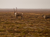 on the tundra