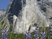 Yosemite National Park