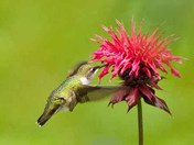 Hummingbird