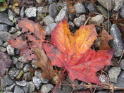 Maple Leaf on Railway Tracks