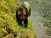 grizzly  bear
