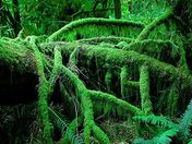Rainforest on Vancouver Island