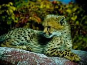 cheetah pup-2.jpg