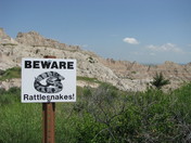 Beware! Rattlesnakes