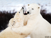 Sparing polar bears