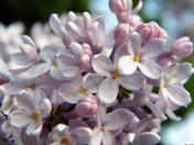 Lilacs