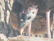 wild turkey