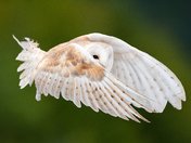 Barn Owl