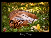 Sleeping Tiger Beauty.jpg