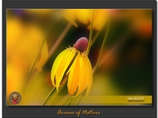 Arrows of Nature.jpg