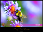 Busy Bee Returns.jpg