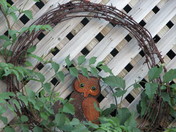 aging owl nestled on a barbed wire wreath