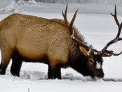 Carribou, Jasper National Park