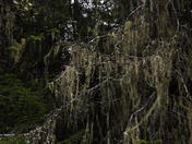 Strange forest_modifiÃ‡-1.jpg