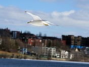 Sherbrooke, Quebec is my city.jpg