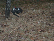 brites pictures 571.jpg