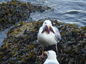 This is a really "greedy" gull