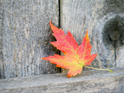 Leaf on fence