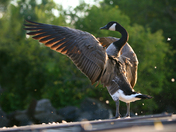 Goose in all it's Glory