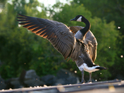 Goose enjoying the sunset