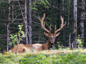 Elk resting in Canmore