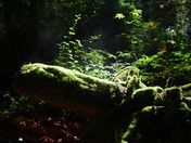 Cathedral Grove, Vancouver Island BC