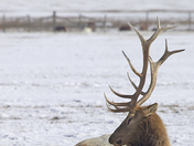 National Elk Refuge