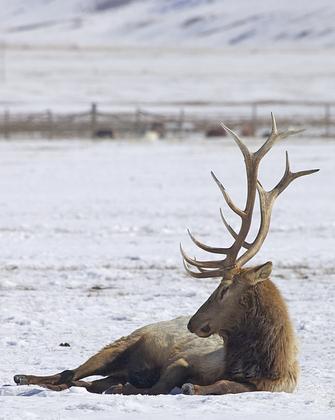 National Elk Refuge
