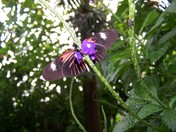 The Landing of the Butterfly