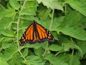 Monarch in the Pumpkin Leaves