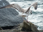 Gull- preparing for flight