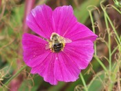 Bee Hits the Bullseye