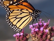 Monarch at the Scarborough Bluffs