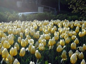 That early morning sun was so intense ..but what it did to those yellow roses Wo