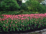 The pink were superb!!