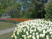More of the tulips at Dows Lake in Ottawa