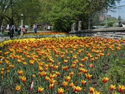 The tulips at Dows Lake for the World to see ..just gorgeous