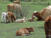 Calve time in Ontario 