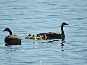 Family Life in Ontario