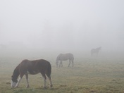 Horses in the Mist