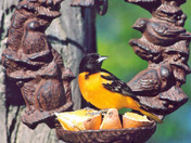 Oriole In Feeder