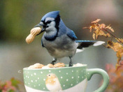 BLUE JAY SNATCHES PEANUT